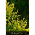 The Spiritual Man: The Spiritual Life Reduced To Its First Principles