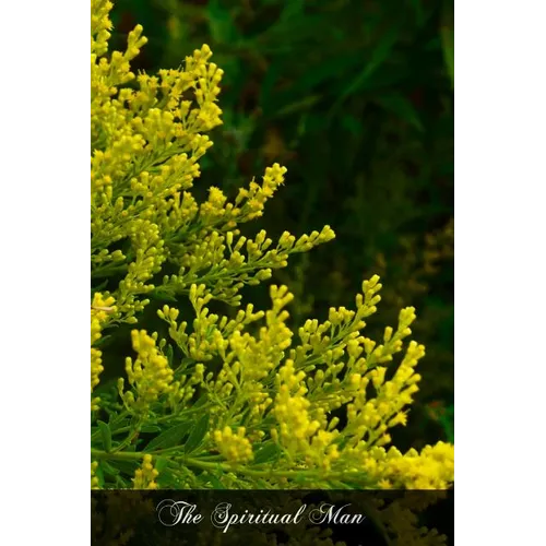 The Spiritual Man: The Spiritual Life Reduced To Its First Principles