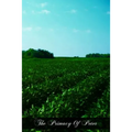 The Primacy Of Peter: From The Protestant And From The Catholic Point Of View