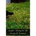 Catholic Teaching On The Morality Of Euthanasia